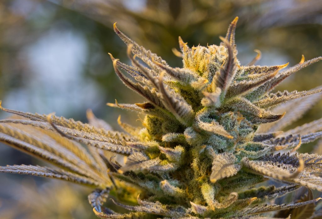 Cannabis Plant Flowering