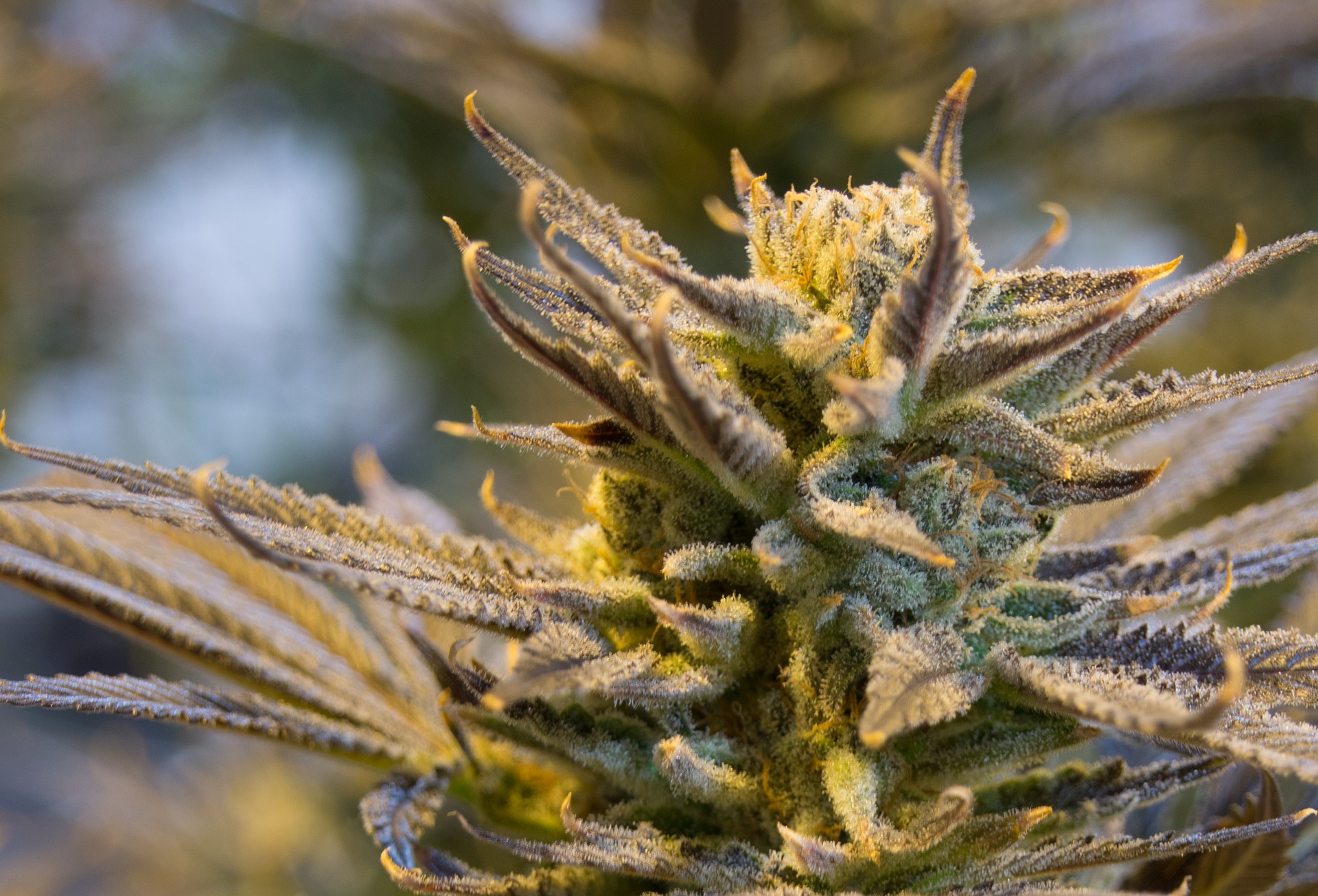 Cannabis Plant Flowering